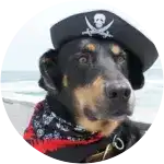 Sumner, a black with brown patches of fur dog with a pirate hat has arthritis that is being complementary treated with acupuncture, thanks to Embrace Pet Insurance.