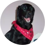 A black labrador retriever wearing a red scarf while smiling happily at the camera has been diagnosed with Biceps Tendinopathy. 