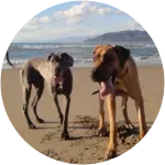 The great dane puppy named Hunter in this image who is on a beachsand has been diagnosed with a shoulder disease.