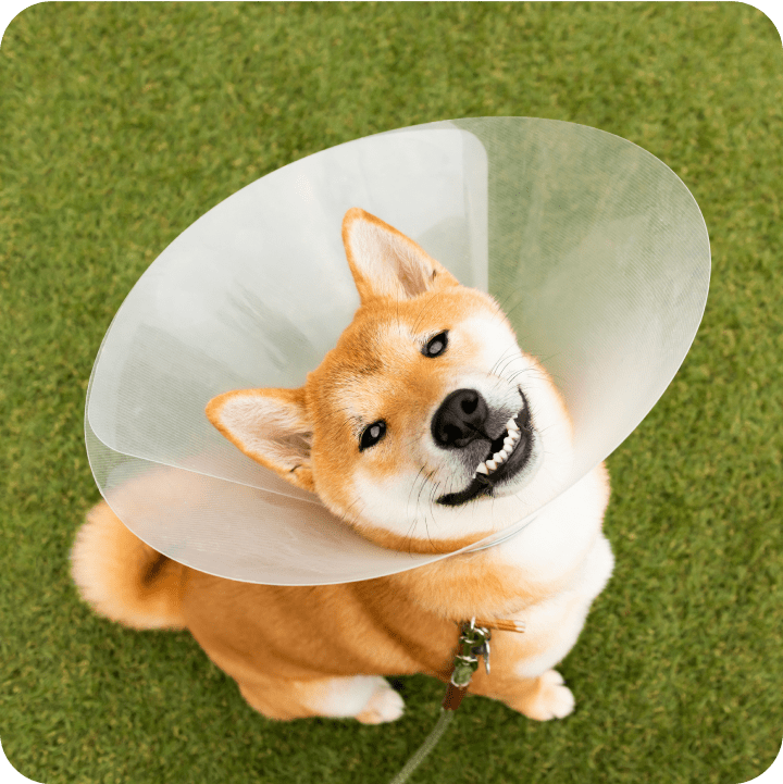 A dog wearing a "cone of shame" smiles brightly at the camera, despite the cone, the dog's joyful expression showcases its cheerful spirit and the strong bond with its owner.