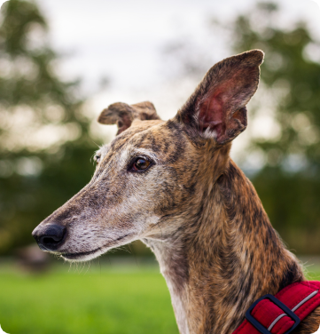 A greyhound looking lovingly at its worried owner. 