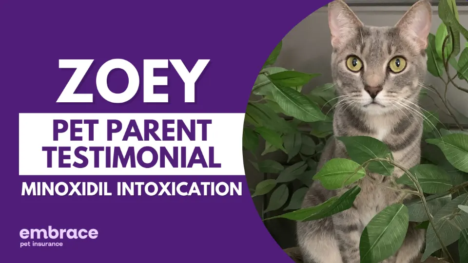 Cat & Kitten Insurance | 90% Back in 10 Days - Embrace