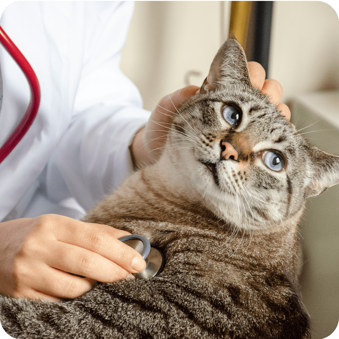  A veterinary professional using a stethoscope to examine a tabby cat during a check-up, ensuring the cat's health and well-being.