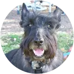 A black-colored fur scottish terrier was found to have a Histiocytic Sarcoma.