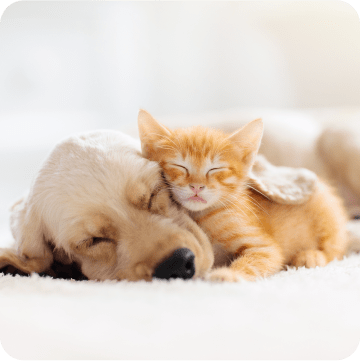 A golden retriever puppy snuggling and sleeping peacefully with a golden kitten, symbolizing the peace of mind provided by comprehensive pet insurance coverage