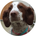 A Brittany Spaniel with a blue and pink collar suffered a heart abcess caused by a foxtail.