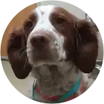 A Brittany Spaniel with a blue and pink collar suffered a heart abcess caused by a foxtail.