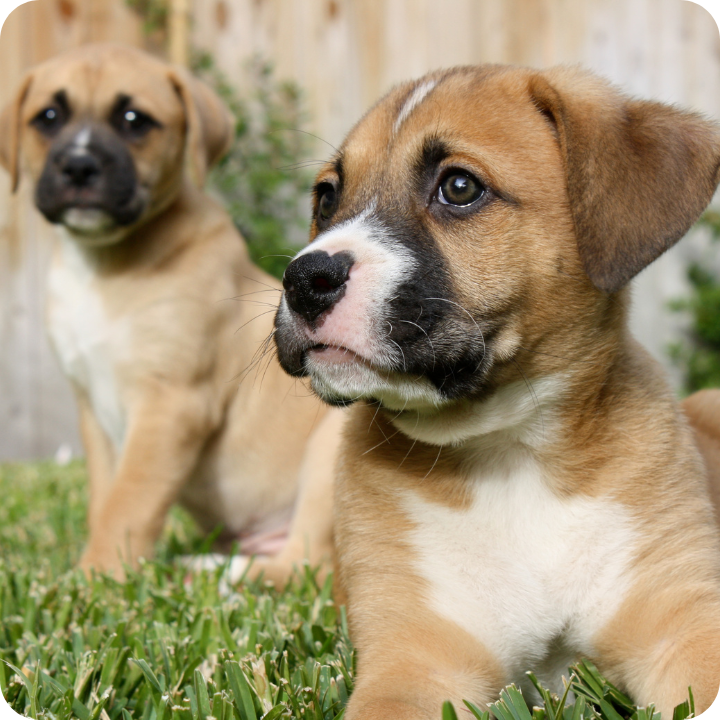 Two boxer-mix puppies sit in grass, with one in sharp focus showing a tan and white face with dark muzzle, emphasizing why pet insurance that covers parvo is important since treatment costs a lot and can add up.