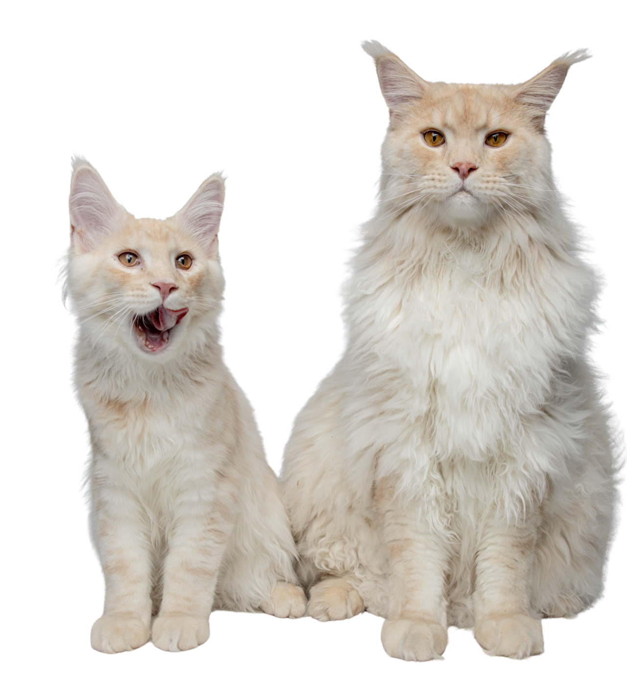 Two cream-colored Maine Coon cats sit side by side, showcasing the breed's impressive size and luxurious long fur. Maine Coons exemplify why the breed is a popular choice among cat lovers, and why cat insurance can help owners manage the higher veterinary costs often associated with purebred cats.