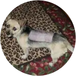 Dobie, who is a small dog in this image standing on a leopard print carpet has been diagnosed with IVDD, which is a common condition for small dogs.