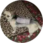 Dobie, who is a small dog in this image standing on a leopard print carpet has been diagnosed with IVDD, which is a common condition for small dogs.