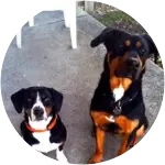 Henry and Kramer, a mixed breed dog and a rottweiler both have vaccines for when they attend doggy daycare.