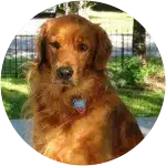 A Golden Retriever posing on his backyard is on top with his flea, tick, and heartworm medications. 