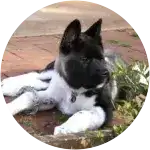   A black and white akita puppy named storm was unfortunately attacked in yard.