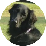 A flat coated retriever named shadow looking all cute at the camera unexpectedly got a mystery illness.