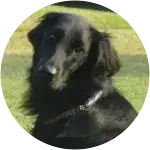 A flat coated retriever named shadow looking all cute at the camera unexpectedly got a mystery illness.