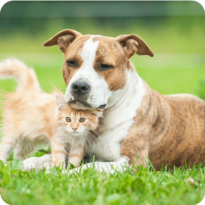 A dog resting its chin or mouth on the head of a ginger kitten, both representing the different factors of pet insurance. 