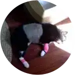 Maxine, the cat in this image was badly injured upon being attacked by a coyote.