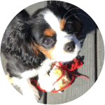 A cute Cavalier King Charles Spaniel looking all cute at the camera accidentally ate a gum with xylitol.