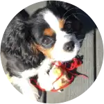A cute Cavalier King Charles Spaniel looking all cute at the camera accidentally ate a gum with xylitol.