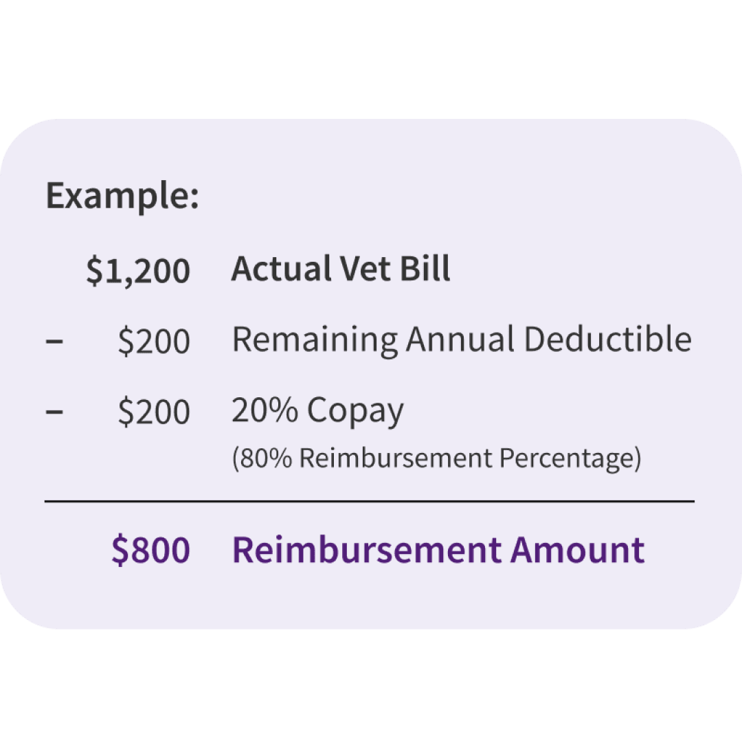 Pet insurance reimbursement calculation example showing a $1,200 actual vet bill, minus a $200 annual deductible and $200 copay, resulting in an $800 reimbursement amount with an 80% reimbursement percentage.