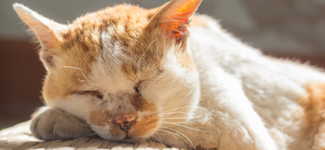 A ginger and white cat enjoys a peaceful nap, basking in warm sunlight with its eyes closed in pure contentment. This serene moment is what every cat owner cherishes, and with cat insurance, you can rest easy knowing your relaxed feline is covered when unexpected health issues arise.