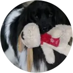 This cute dog in the image holding a teddy bear as if it is its emotional support is a newfoundland named Morris who ended up needing to go to the vet upon swallowing a rock. 