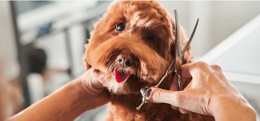 This fluffy brown dog is looking so happy during its' grooming session. 