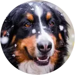 Heidi, a Bernese Mountain Dog, looks like she’s posing for a photoshoot with snow gently falling around her, but she was recently diagnosed with a torn cruciate ligament.