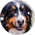 Heidi, a Bernese Mountain Dog, looks like she’s posing for a photoshoot with snow gently falling around her, but she was recently diagnosed with a torn cruciate ligament.