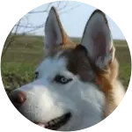 Siberian Husky named Jack photographed in the fields battles Blastomycosis.