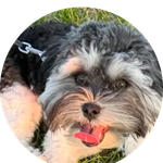 Julian is a fluffy Maltese-Yorkie-Shih Tzu mix who loves soaking up the sun and meeting new friends. This happy little guy is thriving after life-saving surgery, and his bright eyes and playful tongue say it all. Thanks to his mom Ariana's quick thinking and pet insurance, Julian gets to enjoy every sunny day to the fullest.