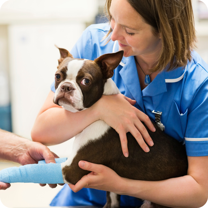 A veterinary professional in blue scrubs gently holds a Boston Terrier puppy while another hand administers care, illustrating how comprehensive pet insurance plans typically cover diagnostic X-rays when deemed medically necessary for injury or illness assessment.