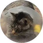 A tabby cat wearing a cone of shame was badly injured by a car fan belt after being trapped in car engine.