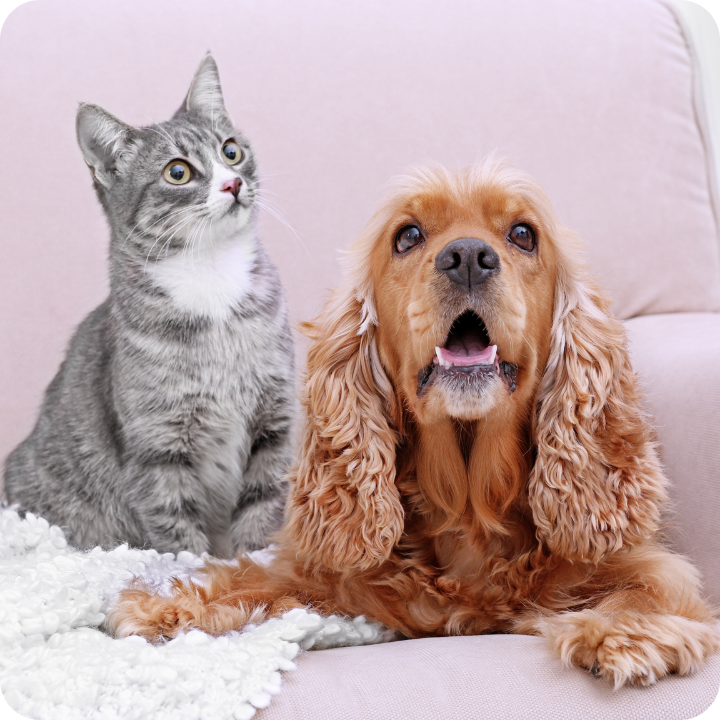 A silver tabby kitten and golden cocker spaniel sit side by side on a plush white surface, both with alert expressions that might help vigilant owners notice head tilting or ear scratching - early warning signs of ear infections that quality pet insurance plans typically cover diagnosis and treatment for in both cats and dogs.
