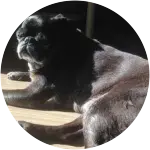 Boo, a senior black pug sunbathing has his own routine dental care, making his mouth fresh, clean, and healthy despite his age.