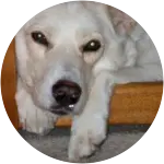 Scooby, a white-colored fur mixed breed dog hiding under a table has been diagnosed with acute lymphoblastic cancer.