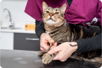 A tabby cat being held at a veterinary clinic while a vet tech in purple scrubs carefully trims its nails, the cat looking upward with a slightly concerned expression as the procedure takes place in a clinical setting with sink and cabinets visible in the background.