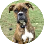 A brown boxer dog with black snout looking a bit angry at the camera suffered from Tetanus.