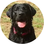 A black Labrador Retreiver happily smiling at the camera after a swim.