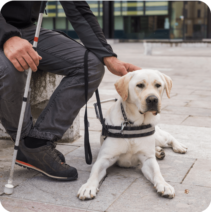 A handicapped man with his golden Labrador Retriever service dog, highlighting Embrace Pet Insurance's commitment to accessibility and support for individuals facing challenges in obtaining pet insurance.