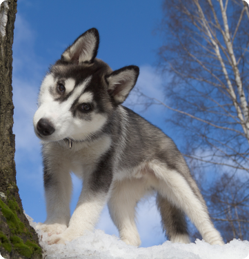 Adventurous dog which is a siberian husky runs into misadventure as it was strolling around the woods. 