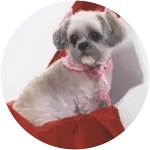 This adorable shih tzu wearing a pink scarf was found to have been diagnosed with cancer.