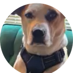 Dax is a handsome pup with soulful eyes and a heart of gold. Buckled up and ready for adventure, this beloved "heart dog" is living his best life thanks to his devoted mom Amanda and the peace of mind that pet insurance provides.