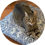 Marty, a brown tabby cat, relaxes on a blue and white paisley cushion, enjoying the peace of mind that comes with being covered by Embrace Pet Insurance since 2020.