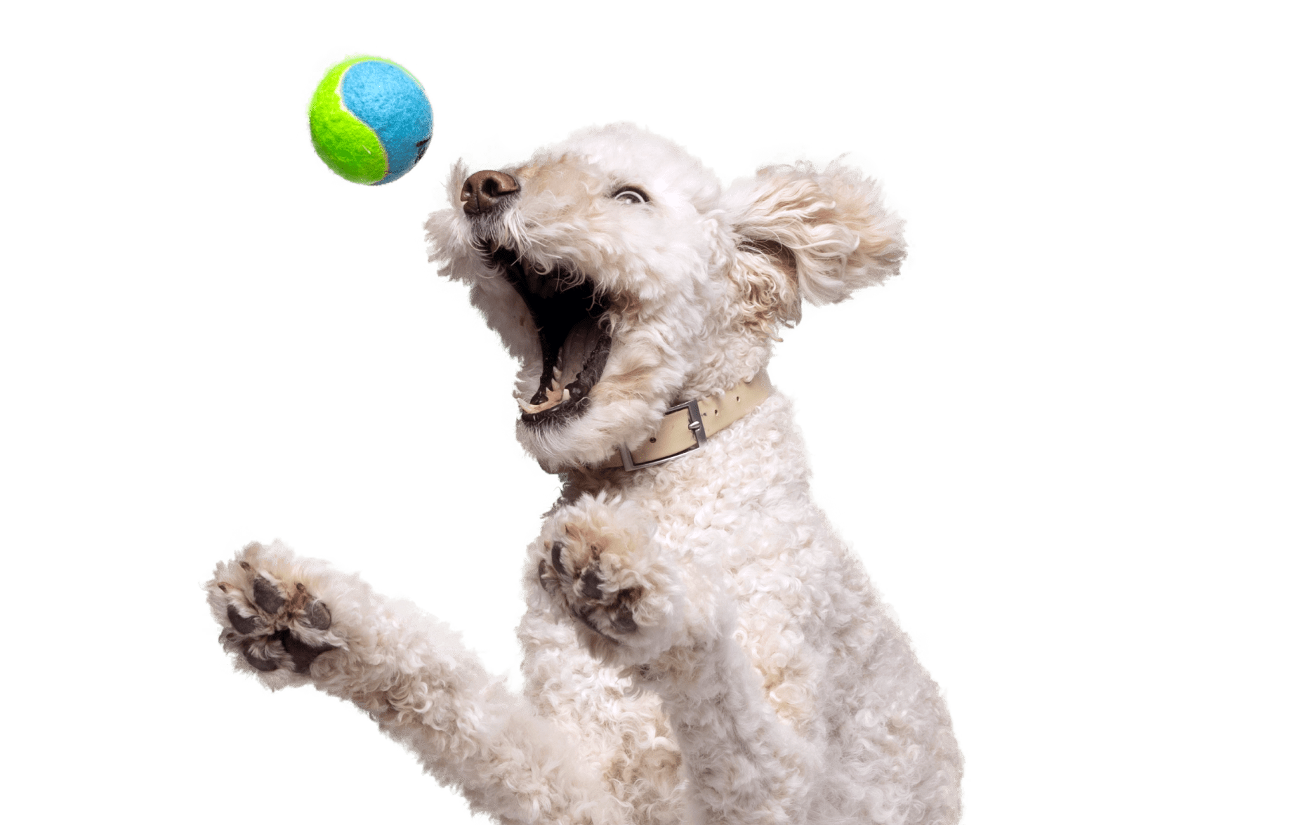 Playful white dog mid-jump with mouth open, reaching for a vibrant green and blue ball, showcasing the active lifestyle and happiness that pet insurance and well-designed pet insurance plans help maintain through comprehensive coverage and easy-to-obtain pet insurance quotes.  