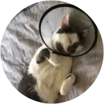 In this image is Cody the cat wearing a cone of shame while comfortably sleeping in his parents bed, after having to go through surgery to remove the femoral hed and neck that he had. 