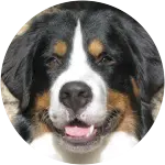 In this image is a bernese mountain dog named Neil who is photographed really closely develops a limp, and had elbow dysplasia.