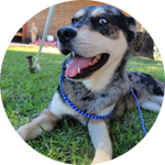 Koda is an adorable Australian Cattle Dog (Blue Heeler) with a striking blue merle coat—that classic speckled pattern of black, gray, and white. He's got one stunning blue eye that really pops against his coloring, giving him a distinctive look. 