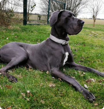 A black Great Dane chilling in his backyard but also staying alert for possible rattlesnakes that might stroll in its territory.